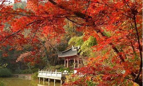 南京栖霞山枫叶最佳观赏时间_南京栖霞山枫