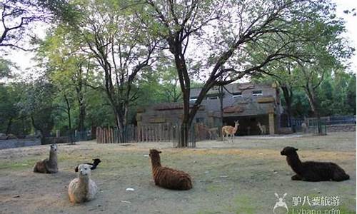 北京哪个动物园好玩_北京哪个动物园好玩儿
