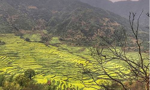 婺源油菜花旅游攻略_婺源油菜花旅游攻略几月份最好